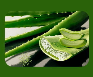 Be the Salve You Wish to See in the World