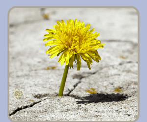 A Weed is Just a Misplaced Plant