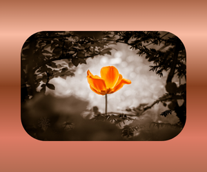 The Rising Sign’s Purpose